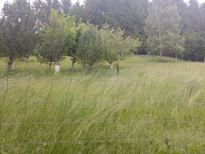Weidefläche