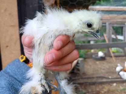 Bild 8:Weißer Hahn zu verschenken, Zwergseidenhühner, Zwergpaduaner