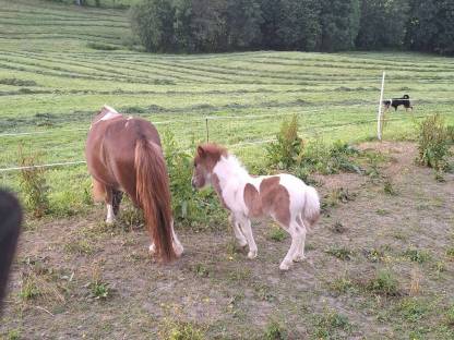 Bild 4:Ponyhengst ab Herbst abzugeben