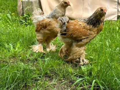 Bild 5:Orloff, Brahma, Indische Kämpfer, Nackthalshühner, Laufenten