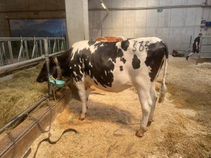 Trächtige Holsteinkalbin