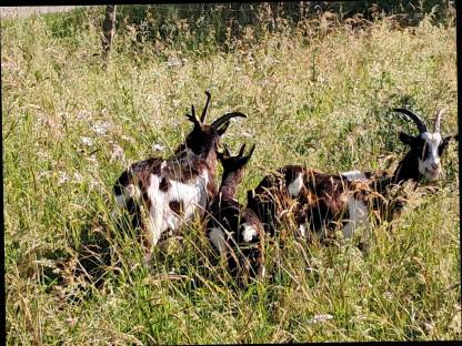 Bild 4:Tauernschecken Kitze Bio