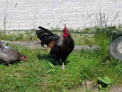 Bild 2:Buntleger Mix Hähne