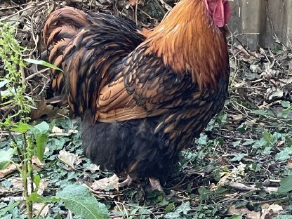 Huhn und Henne