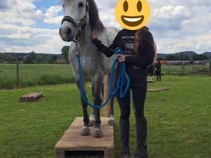 Wunderschöne Ponystute