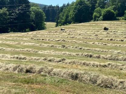 Bild 4:Heu