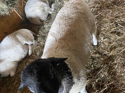 Bild 8:Reinrassige Dorper Jungböcke