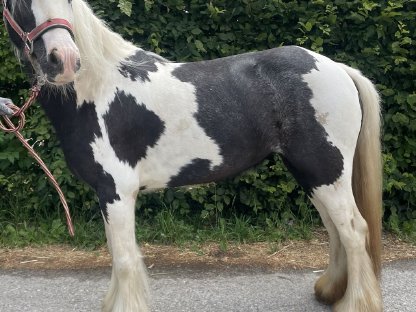 Mini Tinker Stute Pony