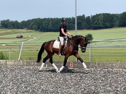 Typvolle österreichische Warmblutstute
