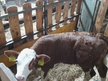 Bio Fleckvieh Stierkalb
