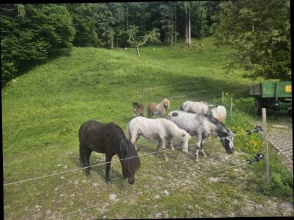 Ponystuten
