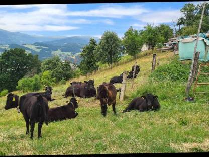 Bild 2:BIO Dexter Kalbinnen