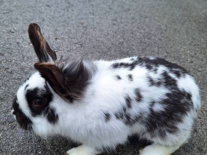 Bild 2:Löwenkopf-Hasen