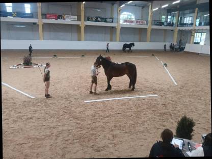 Bild 4:Noriker Stute