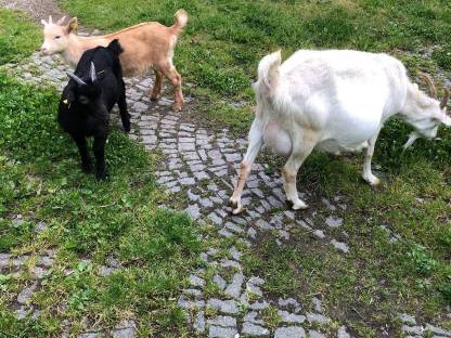2 Ziegenböcke
