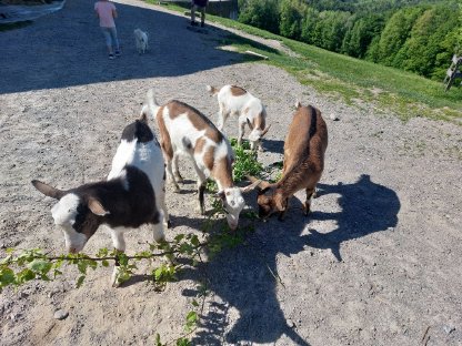 Steirische Schecken Ziegen