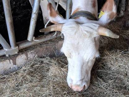 Verkaufe Ennstaler Bergschecken Kuh mit Kuhkalb
