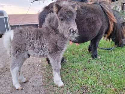 Mini-Shetty-Hengst-Fohlen zu verkaufen
