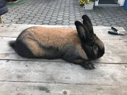 Thüringer Kaninchen zu verkaufen