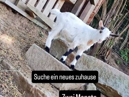 Bild 2:Zwerg Ziegenböcke