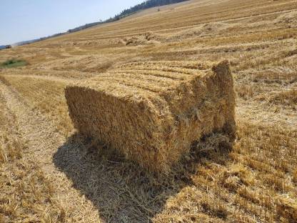 Stroh Weizenstroh ab Feld