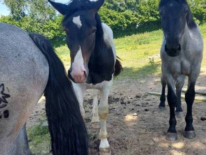 Noriker Stute und Hengst