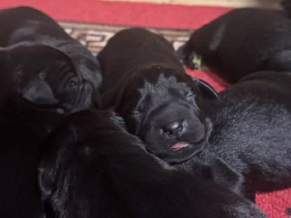 Labrador Welpen
