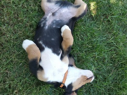 Entlebucher Sennenhund Welpen