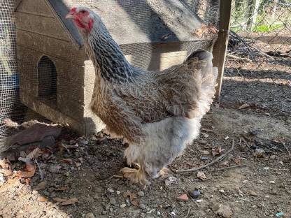 Brahma Hennen und Hähne zu verkaufen