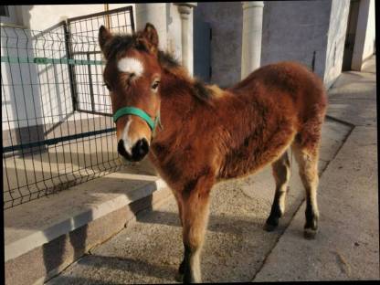 Bild 6:Pony Wallachfohlen zu verkaufen, geb. 7. Juli 24