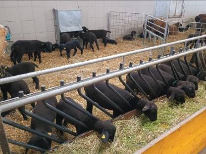 Bild 3:Bio Jura Lämmer ab Ende August laufend abzugeben