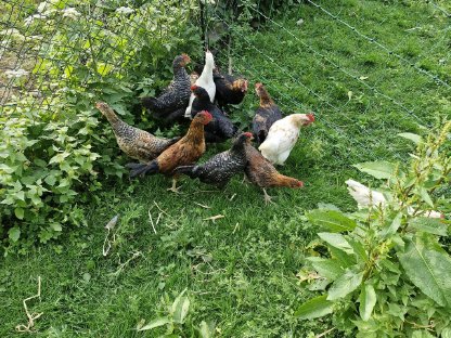 Bild 9:Hähne zu vergeben