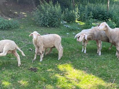 Bild 5:Reinrassige Merinojungschafe