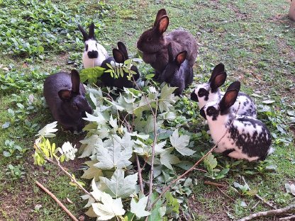 Bild 4:Junge, liebe, zutrauliche Kaninchen abzugeben
