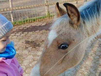 Bild 2:Quarab Fohlen Wallach