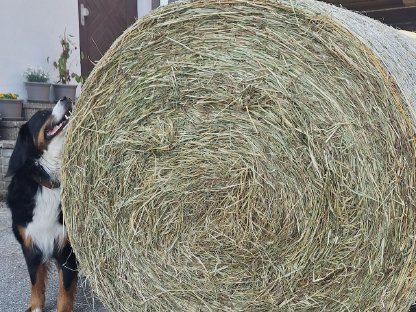 Bild 3:Kleinheuballen und Rundheuballen