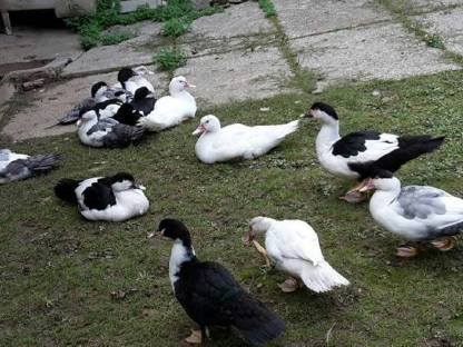 Bild 4:Warzenenten zum Abgeben