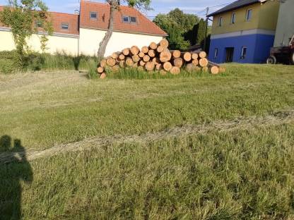 Verkaufe Föhrenstämme zum Schneiden lassen