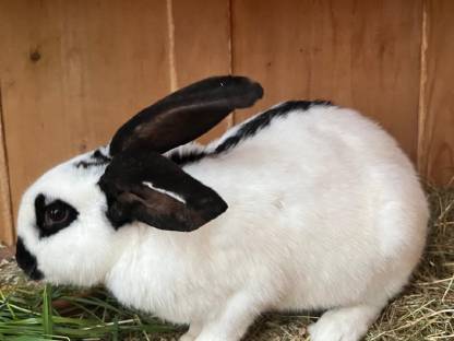 Bild 5:Viele Hasen abzugeben