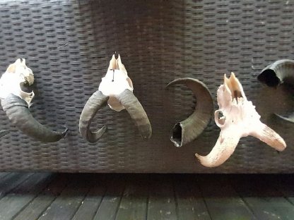 Bild 2:Hörner von Soay (Wildschafe) zu verkaufen
