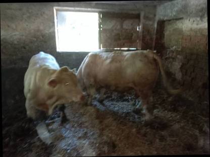 Charolais Stier