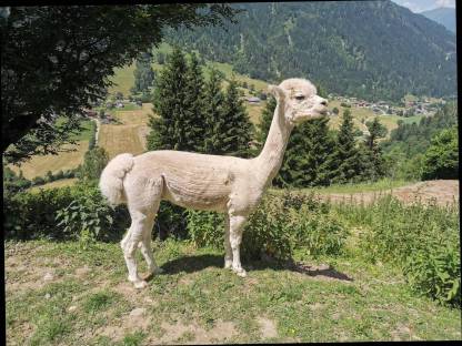 Alpaka
