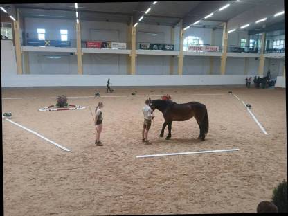 Bild 2:Noriker Stute