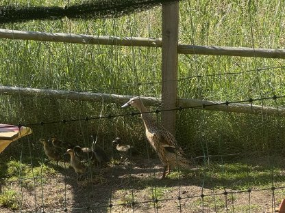 Bild 4:Geflügel, Enten