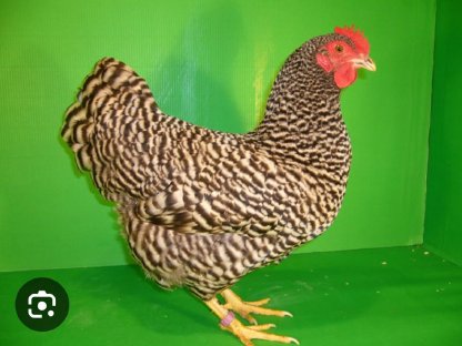 Verkaufe 7 Zwerg-Amrock-Hennen
