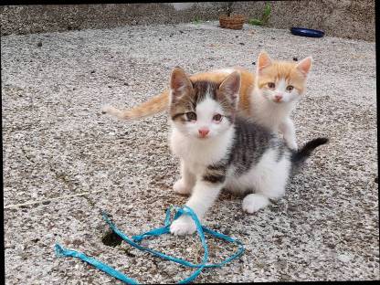 Süßer Kater zu verkaufen