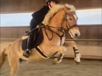 Bild 9:Wunderschöner Sporthaflinger zu verkaufen