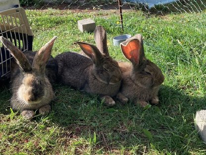 Bild 2:Junge Hasen abzugeben