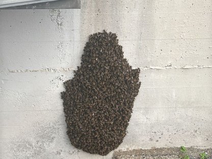 Bienen