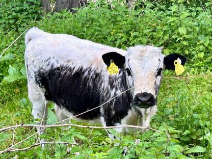 BIO Pustertaler Sprinzen